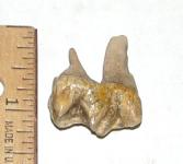 Tapir Tooth